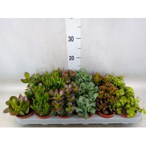 Crassula   ...mix