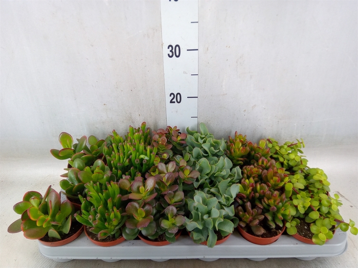<h4>Crassula   ...mix</h4>