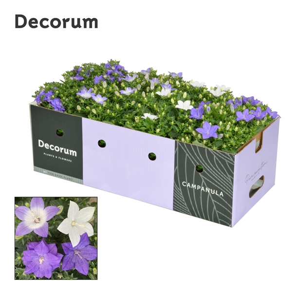Campanula Isophylla Mix Decobox