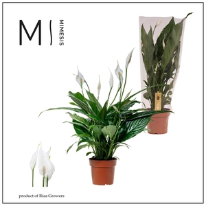 Spathiphyllum Sweet Benito - 13 cm