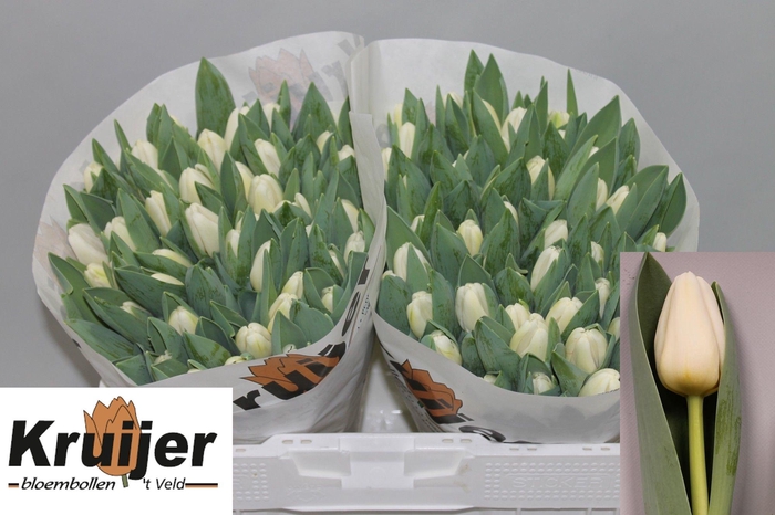 <h4>TU EN ANTARCTICA</h4>