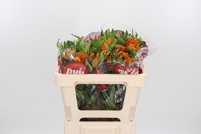 <h4>Asclepias Tuberosa</h4>