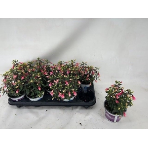 FUCHSIA B F GEM