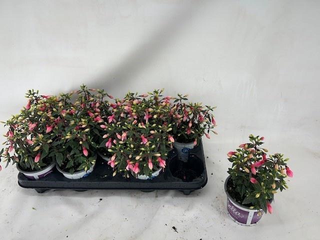<h4>FUCHSIA B F GEM</h4>
