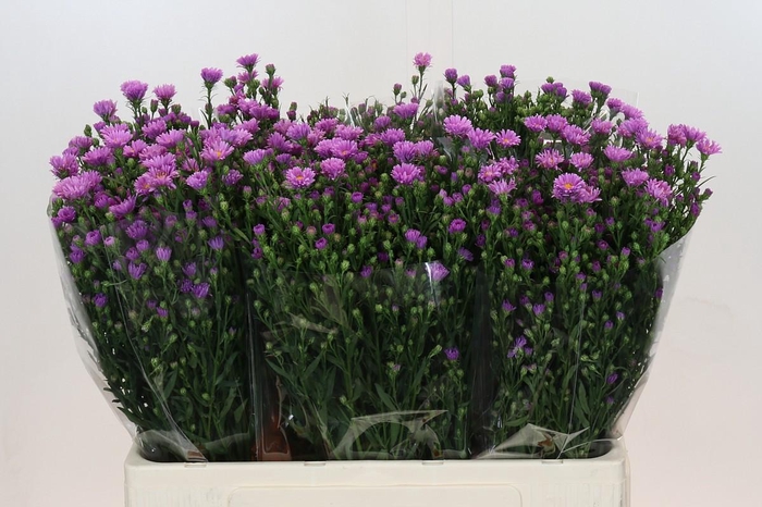 <h4>Aster Casarosa</h4>