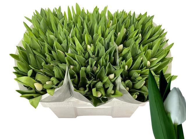 <h4>TU EN ROYAL VIRGIN</h4>