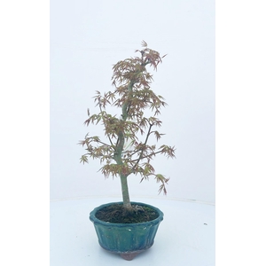 Acer palmatum 'orihime' 12cm.