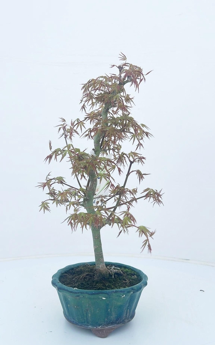<h4>Acer palmatum 'orihime' 12cm.</h4>