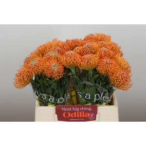 Nutans Ayoba Orange