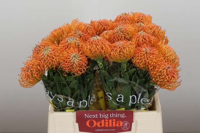 <h4>Nutans Ayoba Orange</h4>