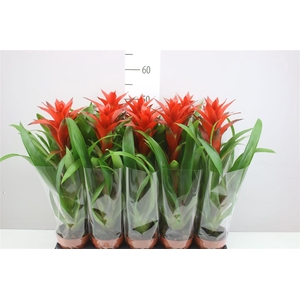 Guzmania Ostara