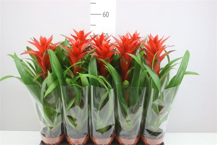 <h4>Guzmania Ostara</h4>