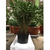 CRASS OVATA
