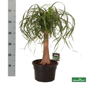 BEAUCARNEA RECUR
