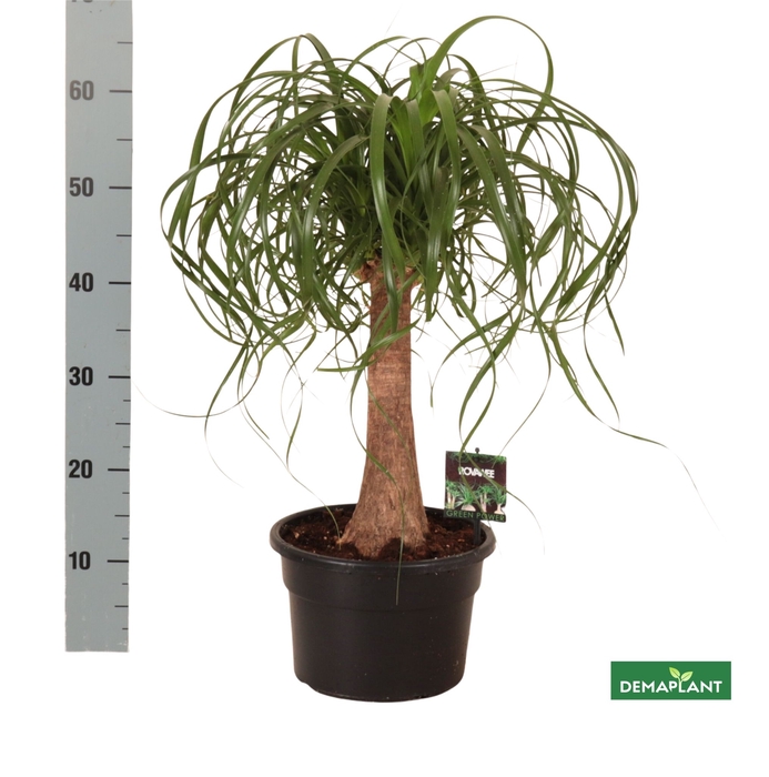 <h4>BEAUCARNEA RECUR</h4>