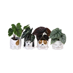 ALOCASIA MIX P6  L 66659