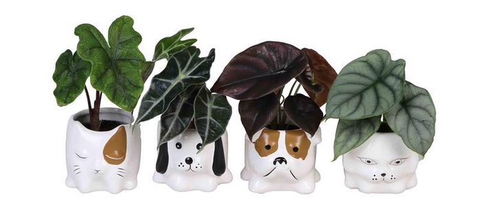 <h4>ALOCASIA MIX P6  L 66659</h4>