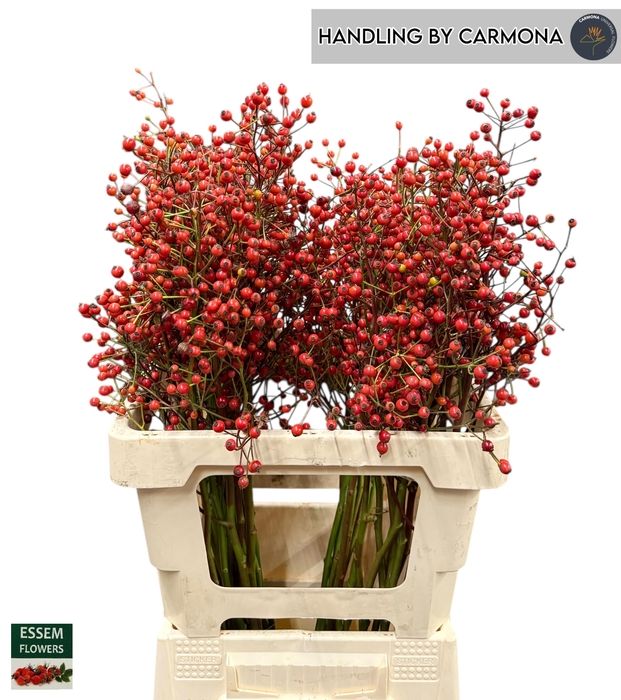 <h4>ROSA PLENTY</h4>