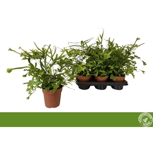 Pteris cretica 'Roeweri'