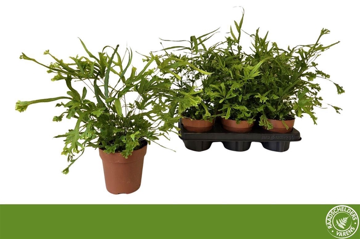 <h4>Pteris cretica 'Roeweri'</h4>