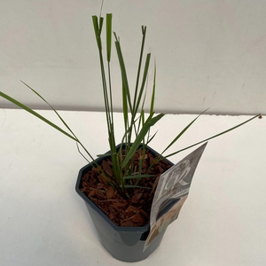 Graminées Calamagrostis 'Karl Foester'