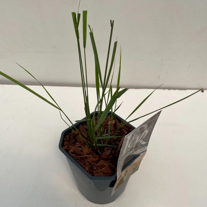 <h4>Graminées Calamagrostis 'Karl Foester'</h4>