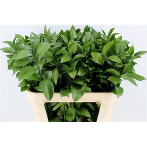 Ruscus Hypophyllum 80cm
