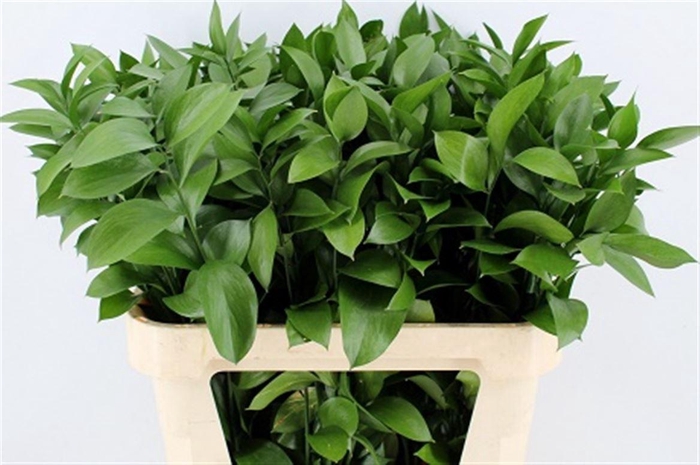 <h4>Ruscus Hypophyllum 80cm</h4>