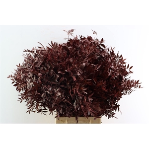 Pistache Geverfd Rood 50cm