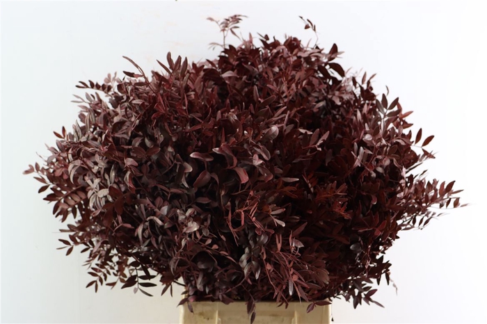 <h4>Pistache Geverfd Rood 50cm</h4>
