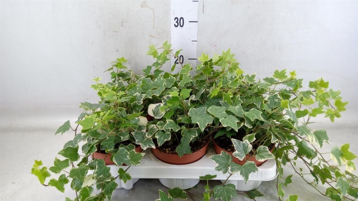 <h4>Hedera helix 'Eva'</h4>