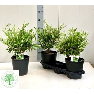 OLEA EUROPAEA