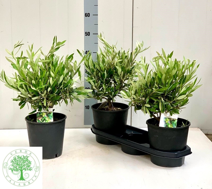 <h4>OLEA EUROPAEA</h4>