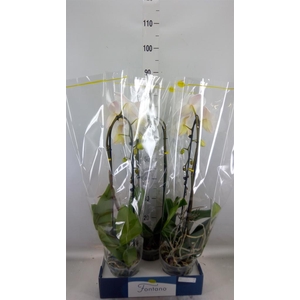 Phalaenopsis   ...white