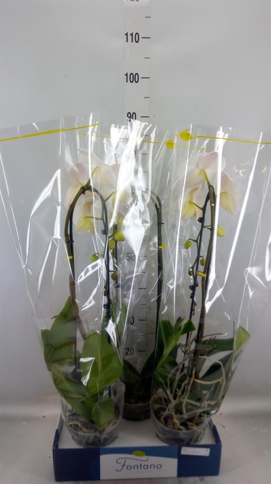 <h4>Phalaenopsis ...white</h4>