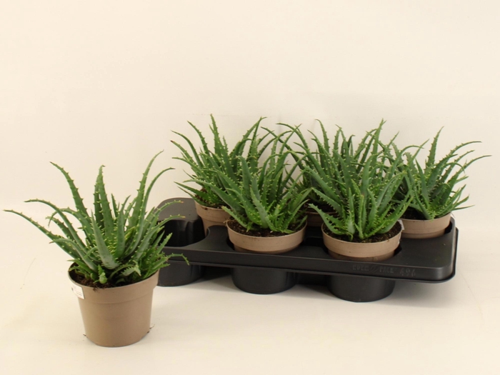 <h4>ALOE ARBORESCENS</h4>