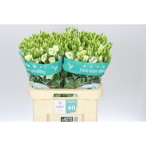 Eust Du Rosita Green
