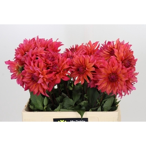 Dahlia Pink Punk