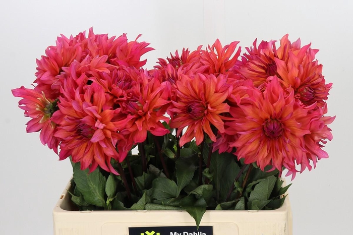 <h4>Dahlia Pink Punk</h4>