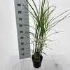 Miscanthus sinensis Ferner Osten