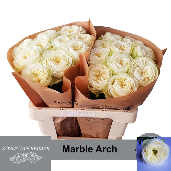 <h4>R GR MARBLE ARCH</h4>