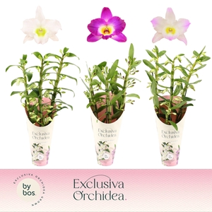 Dendrobium Nobilé, Mix 3-spike 'Exclusiva Orchidea' Potcover