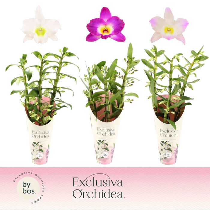 <h4>Dendrobium Nobilé, Mix 3-spike 'Exclusiva Orchidea' Potcover</h4>