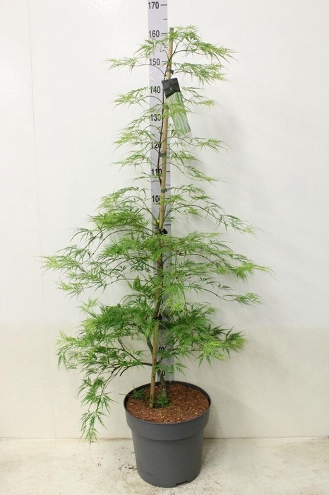 <h4>Acer palmatum 'Dissectum' P32 potgekweekt</h4>