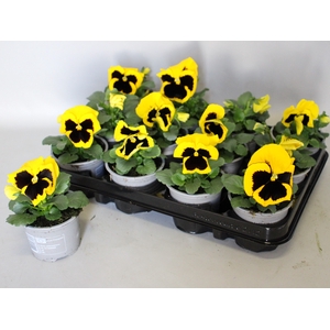 Viola wittrockiana F1 Yellow with Blotch