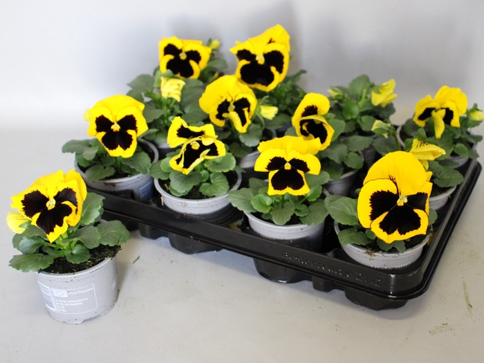 <h4>Viola wittrockiana F1 Yellow with Blotch</h4>