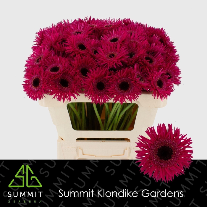 <h4>GERBERA MIS 'PUNKI IRMA'</h4>