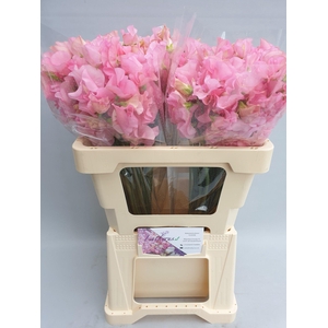 Lathyrus Sunshine Pink