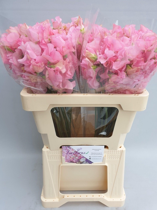 <h4>Lathyrus Sunshine Pink</h4>