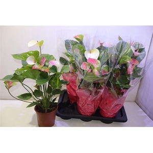 arr8 Anthu An Fantasy Lov